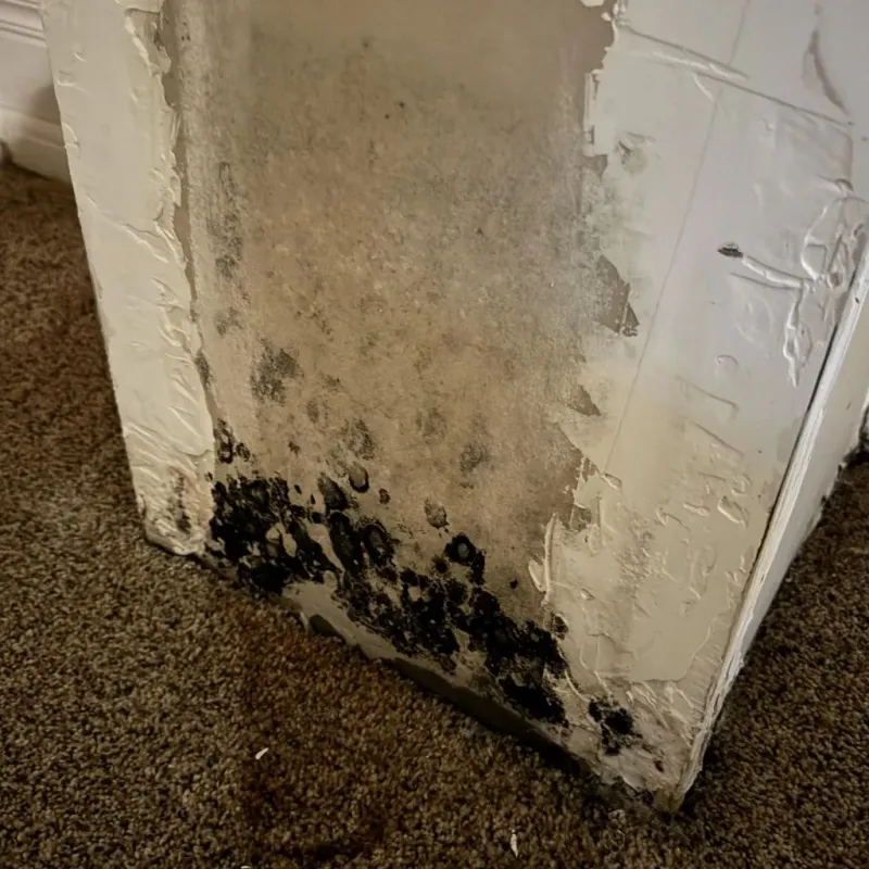Professional Mold Removal in Lenoir City, TN
